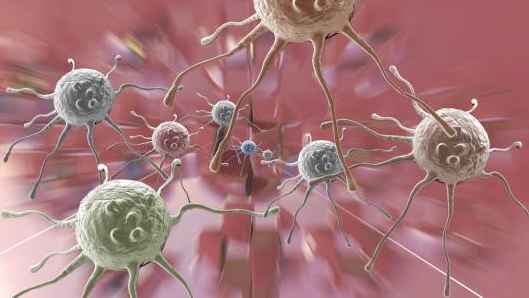 为什么免疫系统可以促进这些特定细胞的发育