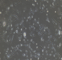 鸡输卵管上皮细胞