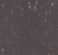 兔牙周膜干细胞