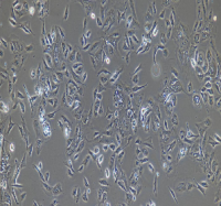 猪乳腺上皮细胞