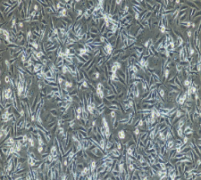 兔视网膜微血管内皮细胞
