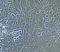 绵羊II 型肺泡上皮细胞