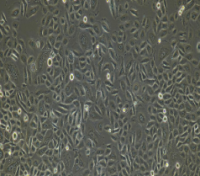 兔口腔黏膜上皮细胞