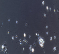 兔海马神经元细胞