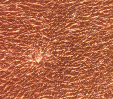 兔脉络膜成纤维细胞