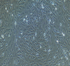 兔星形胶质细胞