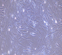 兔食管平滑肌细胞