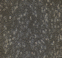 兔乳腺上皮细胞