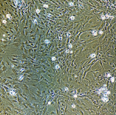 兔小胶质细胞