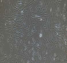 兔胸腺基质细胞