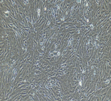 兔脂肪微血管内皮细胞
