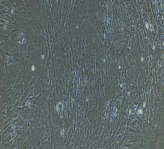 兔输卵管平滑肌细胞