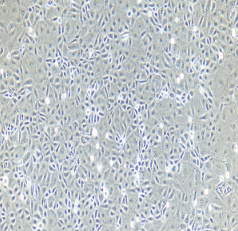 兔肝窦内皮细胞