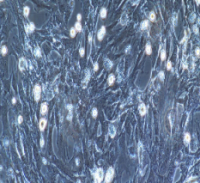 兔滑膜成纤维细胞