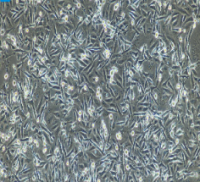 兔角质形成细胞