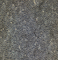 兔胆囊上皮细胞