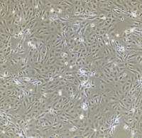 兔肾小管上皮细胞