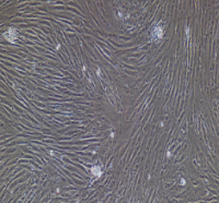 兔前列腺成纤维细胞