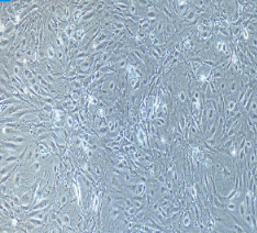 兔肾小球内皮细胞