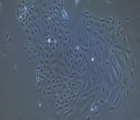 兔胸腺上皮细胞