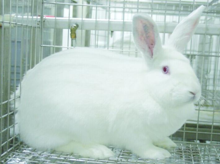 兔多克隆抗体制备