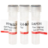 HRP标记水通道蛋白6(HRP-AQP6)多肽