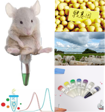 鼠源性成分核酸检测试剂盒（恒温荧光法）