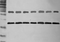Western blot