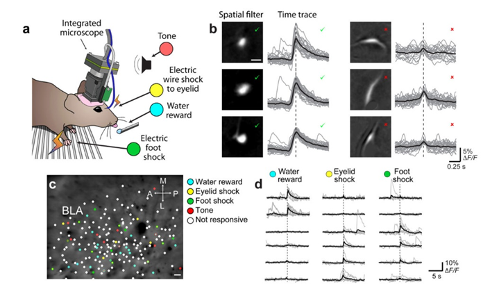 技术干货 | 自动透镜植入定位仪