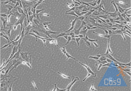 MSC基因干扰服务