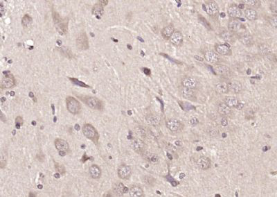 血红素结合蛋白1抗体