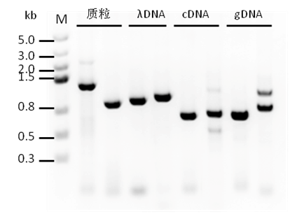 SsoRobust Taq DNA Polymerase