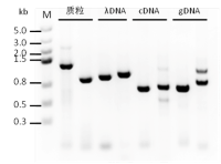 SsoRobust Taq DNA Polymerase