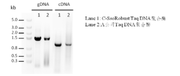C-SsoRobust Taq DNA Polymerase