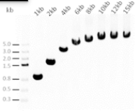 PreScript HiFi One-Step RT-PCR Kit(Dye Plus)