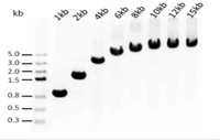 Robust First Strand cDNA Synthesis Kit