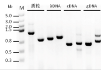 2× SsoRobust Green Taq PCR ProMix