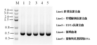 Blood Direct PCR Kit
