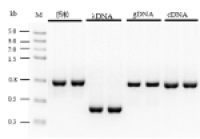2× PfuMax Green HiFi PCR ProMix