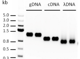 C-Taq DNA Polymerase