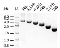 T7 RNA Polymerase