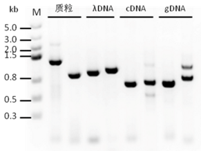 2× SsoRobust Taq PCR ProMix 