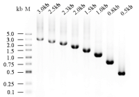 PreScript One-Step RT-PCR Kit