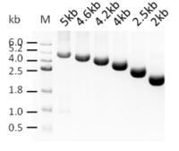 In Vitro HiScript T7 RNA Synthesis Kit