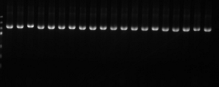 T4 Quick Ligation Mix