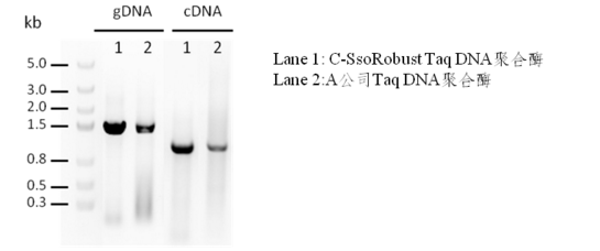 2× C-SsoRobust Green Taq PCR ProMix