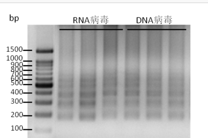 Bst Ⅱ DNA Polymerase