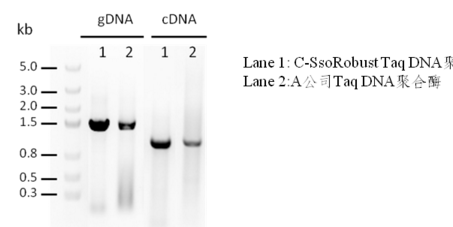 2× C-SsoRobust Taq PCR ProMix