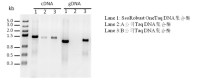 2× SsoRobust OneTaq PCR Green ProMix