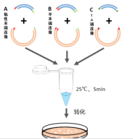 Rapid T4 DNA Ligase